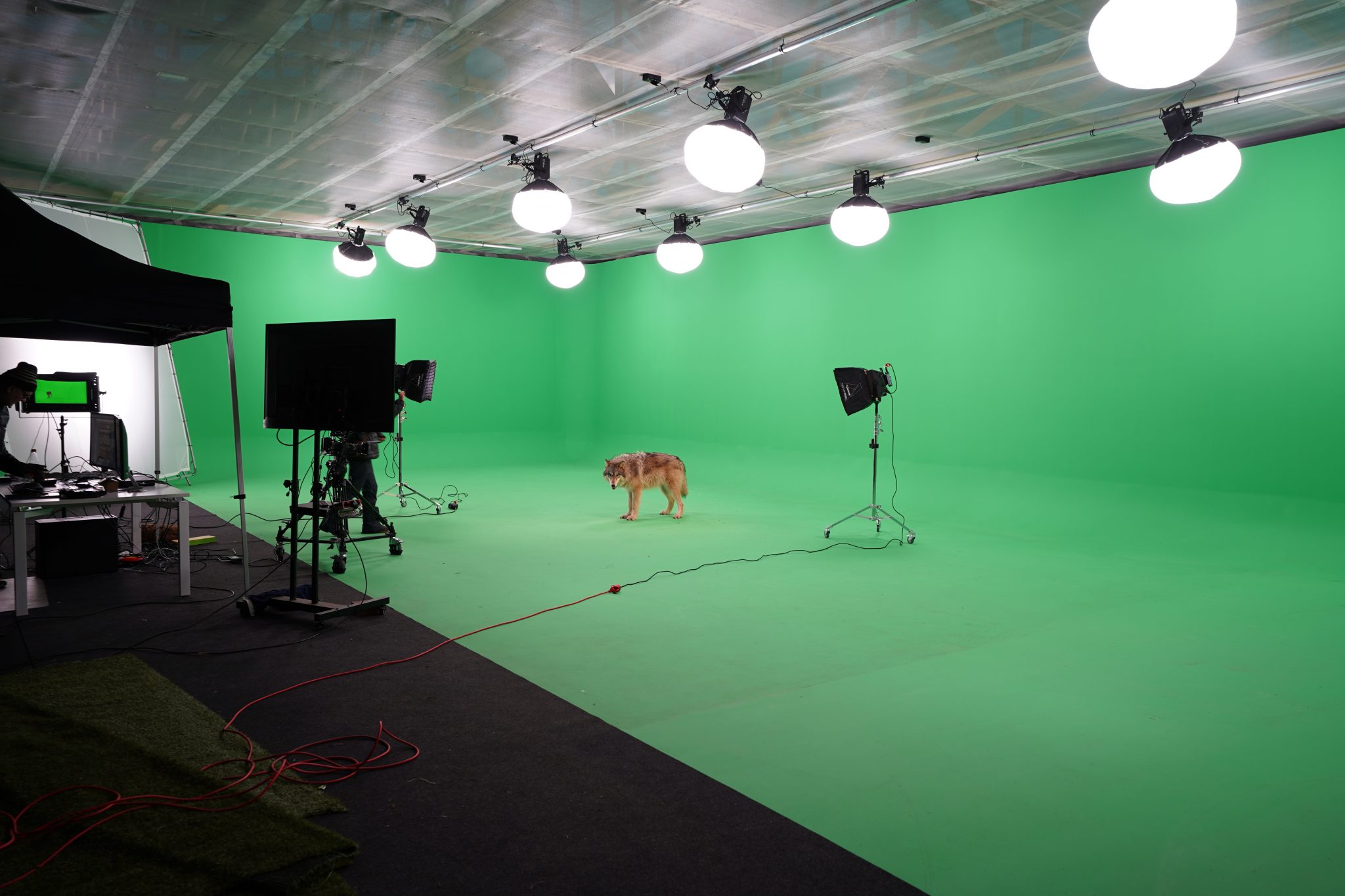 Greenscreen Animal Filmstudio