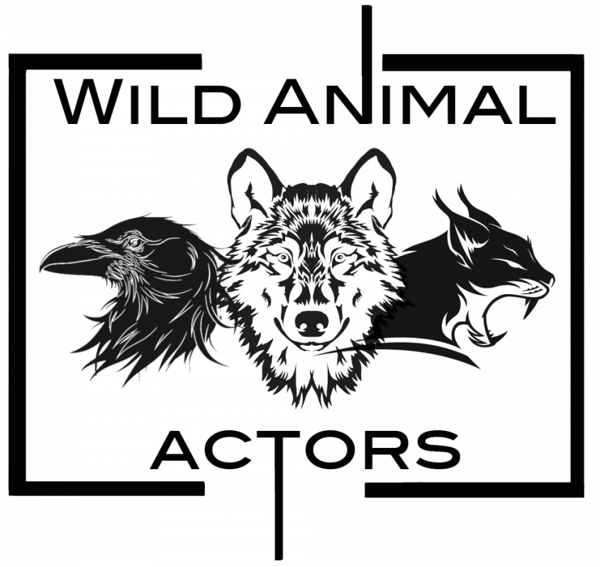 Greenscreen Animal Filmstudio